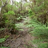 Plants: image 1 Of 208 Thumb
